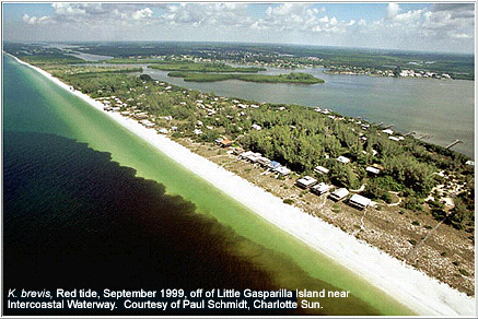 Red tide, September 1999, off of Little Gasparilla Island near Intercoastal
