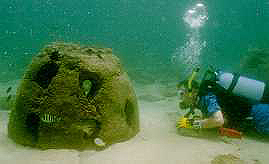 A diver observing marine life on an artifical reef.