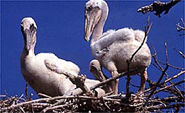 Brown Pelicans nest in trees in Florida.  Colonies where pelicans nest are posted to protect the nesting birds from disturbance