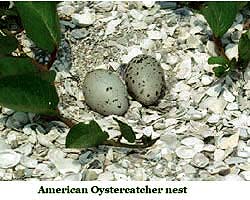 Ground-nesting birds like the American Oystercatcher are particularly vulnerable to disturbance by people and their pets.  Their nests are shallow scrapes in the sand, just above the high tide line.  The birds trust the excellent camouflage of the eggs to protect them from predators.  The Sanctuary staff posted islands where 70 pairs of oystercatchers nested last spring, 20% of Florida's oystercatcher population.