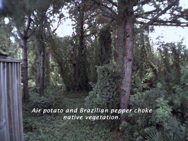 Photo 3:Air potato and Brazilian pepper choke native vegetation