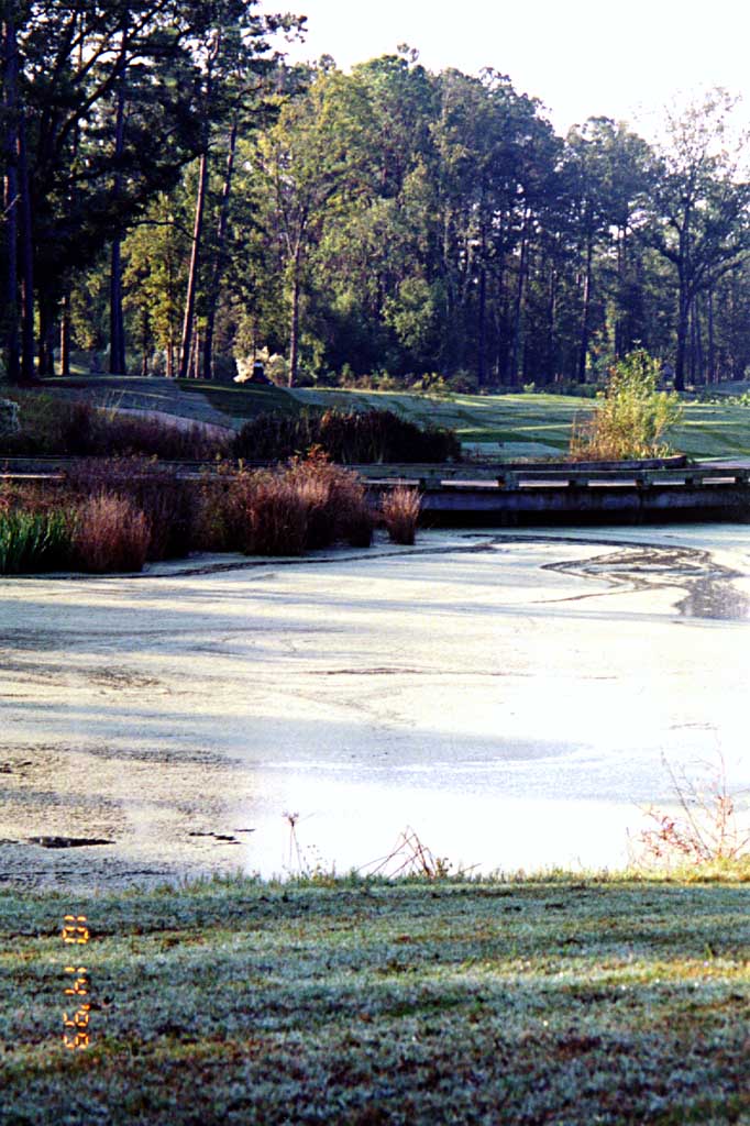 The course has 17 lakes and golfers sometimes confuse this environmentally friendly duck weed with algae. The ponds serve to filter the nutrients and other contaminants out of the water.