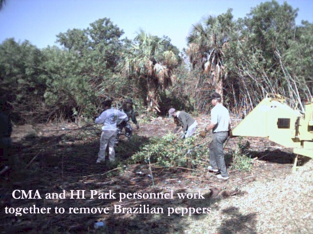 Photo 1: CMA and HI park personnel work together to remove Brazilian peppers.