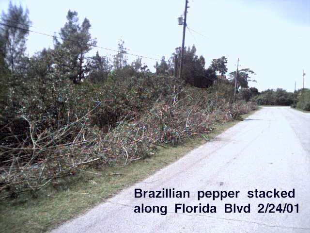 Photo 2: Brazilian pepper stacked along Florida Boulevard, 2/24/01