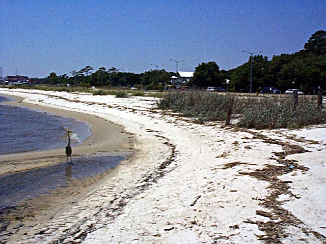 Looking west on the site past a resident Great Blue Heron to a planting of Bitter Panic Grass, and beyond to dunes being created by Sea Oat plantings. 