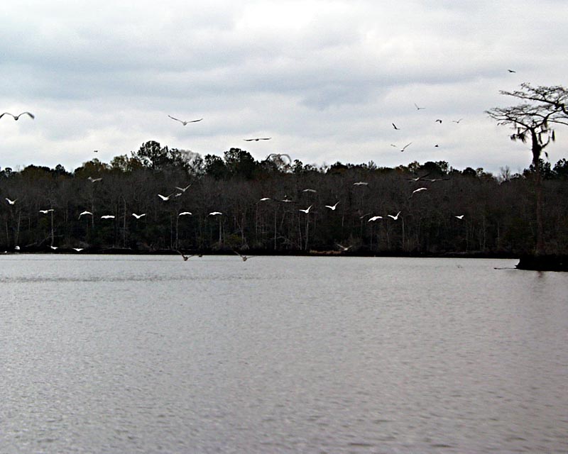 Photo 3: The open water and large numbers of birds shown in this photograph are typical of the rich system of the delta. 