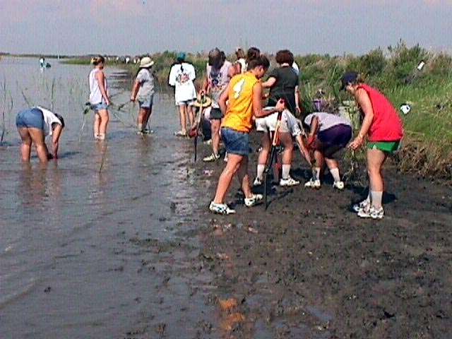 Photo 1: This photo shows volunteers from Marsh 
							Bash 99 planting Smooth Cordgrass on the Anahuac 
							National Fish and Wildlife Refuge. This planting will 
							restore habitat lost to erosion and to protect the 
							shoreline.