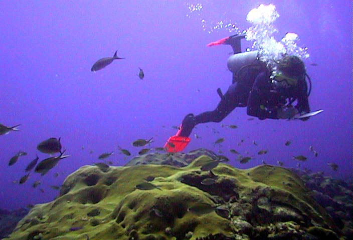 Photo 2: An educator records species of fish as they are sighted during a dive, using a survey method called 'roving diver.' 
