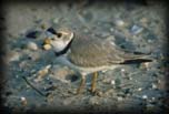 Piping plover (male)