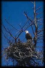 Bald eagle and young at nest