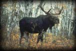 Moose (Bull), Michigan