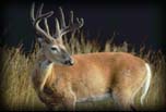 White-tailed buck deer, Michigan