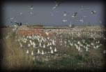Gulls nesting on dredge confined disposal facility