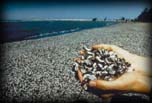 Zebra mussels washed up on beach,  Lake Erie
