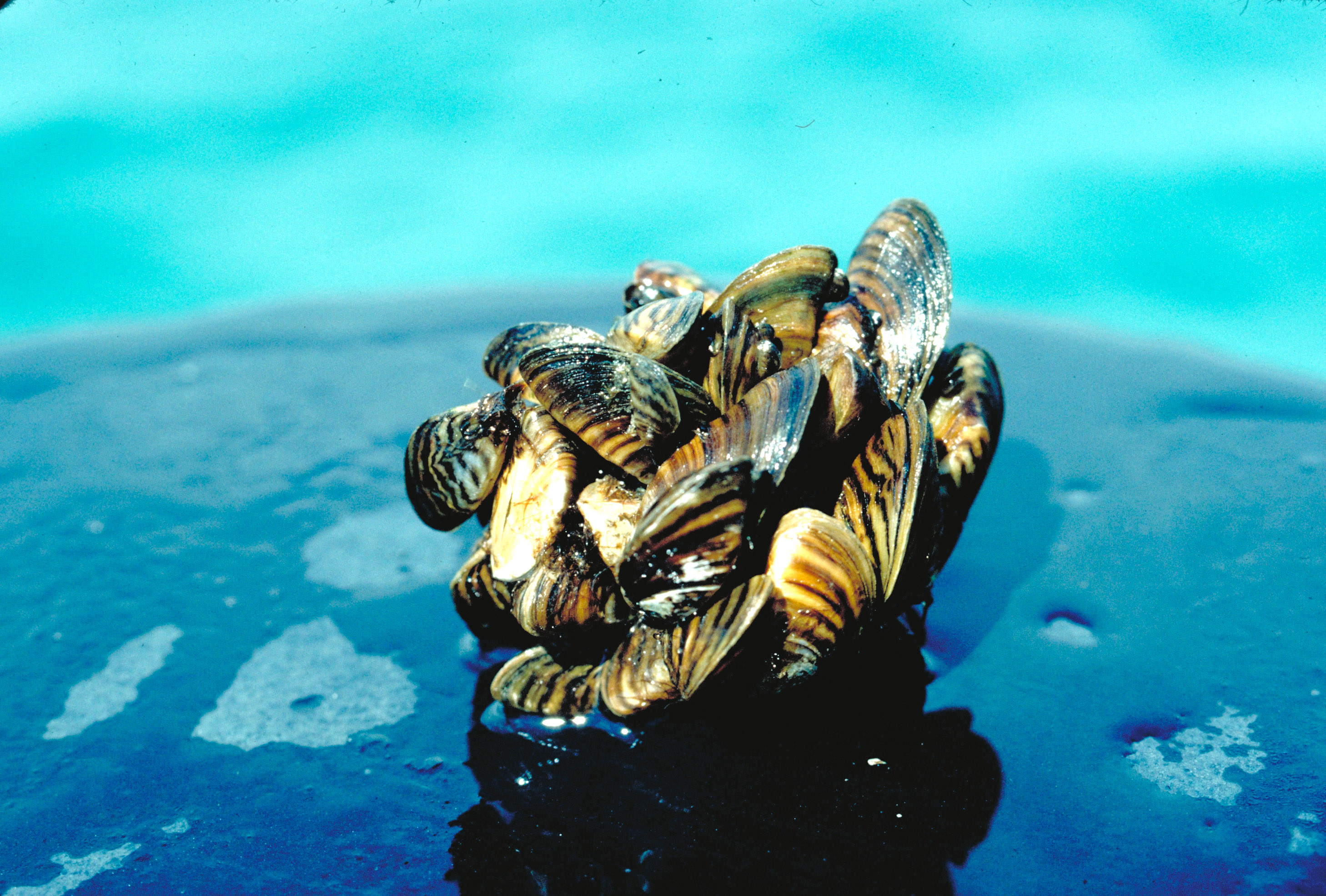 How many zebra mussels are in the great lakes - Search