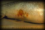 Lake trout with scar from sea lamprey, Unknown location