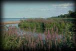 Purple loosestrife, Saginaw Bay, Lake Huron