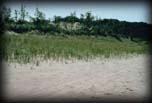 Marram grass dune stabilization 