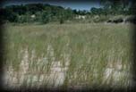 Marram grass dune stabilization, Warren Dunes State Park Lake Michigan