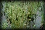 Conservation Reserve Program - wetland with sedges