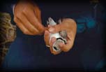 Male piping plover being banded, North Manitou Island Lake Michigan