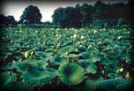 Lotus-in situs, Michigan