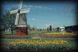 Veldheer Tulip Farm Holland, Michigan