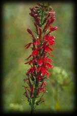 Cardinal flower,