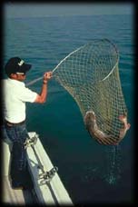 Muskie fishing, Lake St. Clair Roseville, Michigan