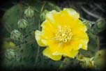 Prickly pear catus in flower,