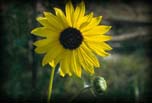 Sunflower, common,