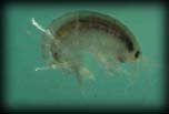 Amphipod/freshwater scud/sideswimmer