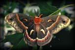 Cercropia moth