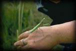 Praying mantis, Dupont Site,  Indiana