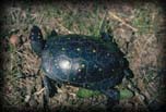 Spotted turtle