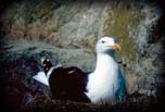 Great black-backed gull,