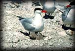 Caspian tern with two nestlings
