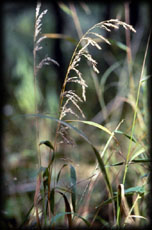 Common Wood Reed