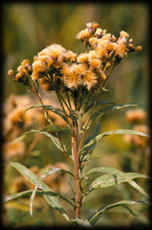 Common Ironweed