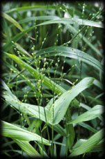 Broad-Leaved Panic Grass