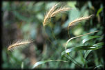 Silky Wild Rye