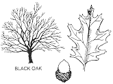 black oak plant