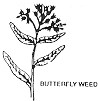 butterfly weed plant