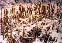 Common Cattail image