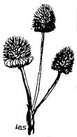 coneflower