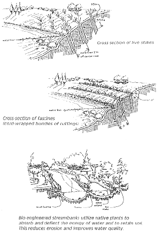 photo showing examples of bioengineering techniques for bank stabilization