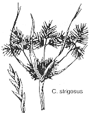 c. strigosus plant