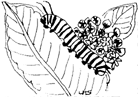 larva