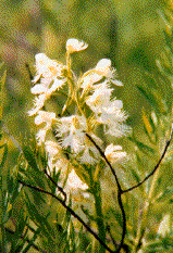 Prairie White-Fringed Orchid 