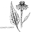 coneflower plant